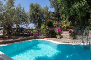 Olive Grove